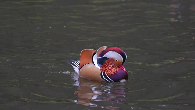 mandarin duck swimming in water