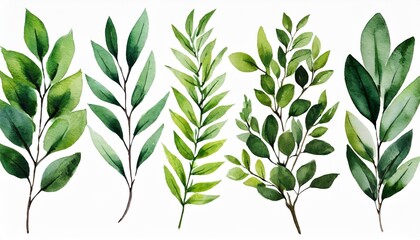 set of green branches watercolor illustration