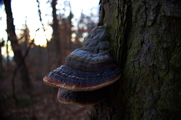 Nahaufnahme von einem Baumpilz im Wald