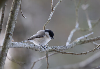 Nonnemeise, sumpfmeise im Frühling
