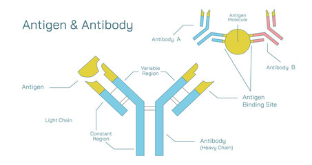 Antibodies are produced by the immune system in response to antigens vector illustration. Complementary binding sites on the Ab and on the Ag molecules. The differences between antigen and antibody. - obrazy, fototapety, plakaty