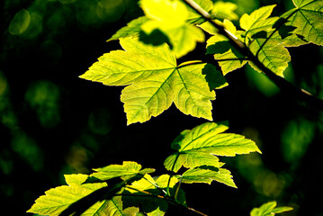 green leaves on the tree