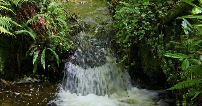 A waterfall framed by foliage in a natural setting.