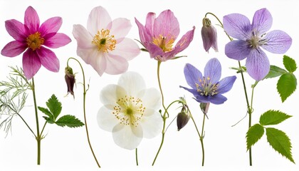 set collection of romantic pressed wildflowers in soft pastel colors isolated over a transparent background bellflowers columbines wild roses meadow foam flower floral design elements
