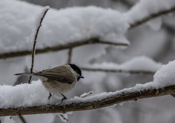 Nonnenmeise, Sumpfmeise im Winter.