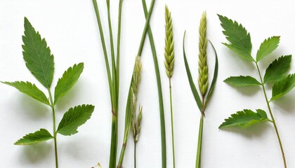 few stalks and leaves of meadow grass at various angles on white background - obrazy, fototapety, plakaty