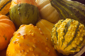 Autumn Gourds and Seasonal Squash
