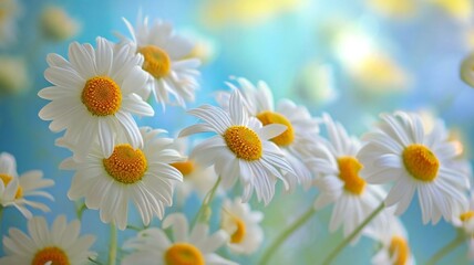 Yellow nature background with white blossom daisies