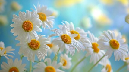 Fototapeta premium Yellow nature background with white blossom daisies