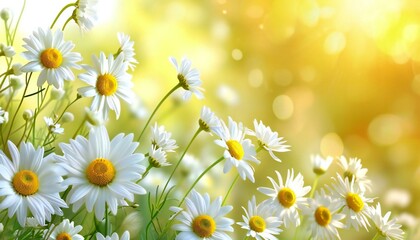 Fototapeta premium Yellow nature background with white blossom daisies