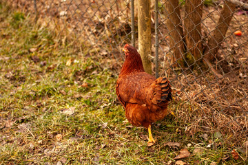 red-haired chicken runs on the grass, side view