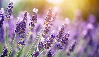 selective and soft focus on lavender flowers beautiful lavender in flower garden lit by sunlight flower background