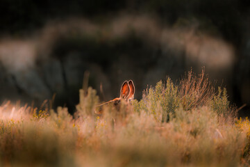 Deer Through the Grass