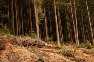 coniferous forest, tree roots appear from the ground