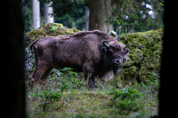 Bisonte in Germania