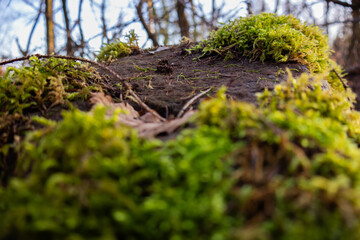 Nahaufnahme von moosbewachsenem Stein mitten im Wald