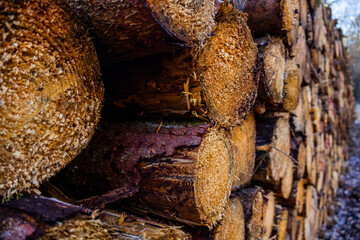 Nahaufnahme mit verschwommenem Hintergrund von einem großen Holzpolder im Wald