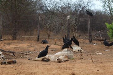 urubus comendo carne de boi morto na beira da estrada 