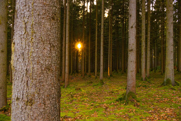 Sonne scheint durch Baumreihen im Moosbewachsenen Wald