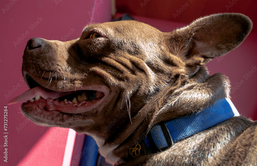 Wall mural portrait of a dog