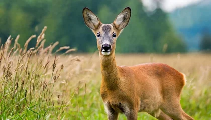  roe deer © Emanuel