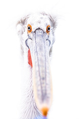 funny portrait of a pelican
