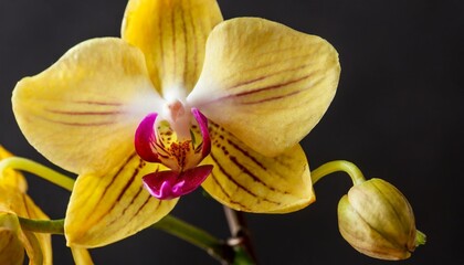 Fototapeta na wymiar beautiful yellow blooming tropical flower orchid on black dark background macro