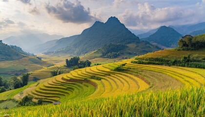 Fototapeta na wymiar ripe rice fields in laos cai vietnam