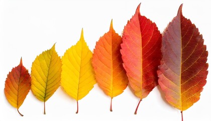 autumn leaves arranged in a row and forming a gradient color from yellow to red isolated on white