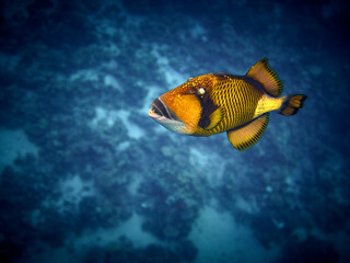 The beauty of the underwater world - scuba diving in the Red Sea, Egypt