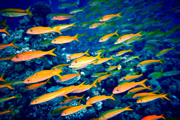 The beauty of the underwater world - scuba diving in the Red Sea, Egypt