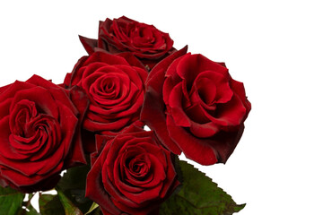 A bouquet of beautiful red roses isolated on a white background.