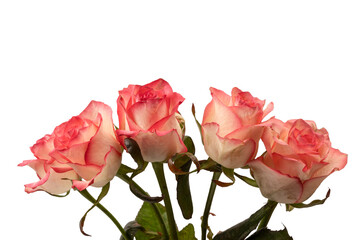 Pink and white  beautiful rose isolated on a white background.