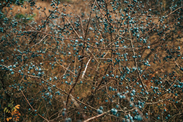 Wild acid ripe sloe - Prunus spinosa in autumn nature. Botany, plants concept.