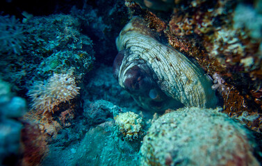 The beauty of the underwater world - the octopus is sleeping - scuba diving in the Red Sea, Egypt