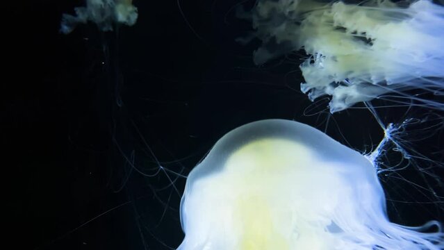 Lion's mene Jelly 4K UHD