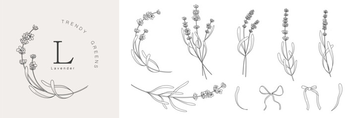 Lavender branches. Hand drawn botanical illustrations in linear style.