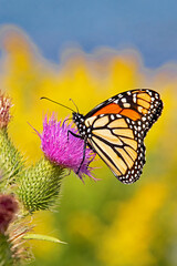 butterfly on flower