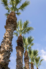 Row of tall palm trees in front of blue sky 