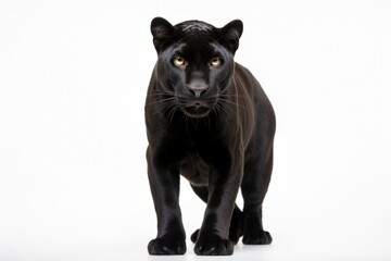 Naklejka na ściany i meble Black panther clipart