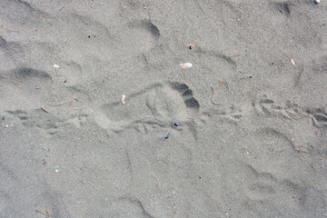 Human and bird footprints on dry sand, top view 
