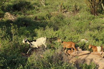 cabra no sertão baiano 