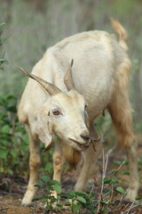cabra no sertão baiano 