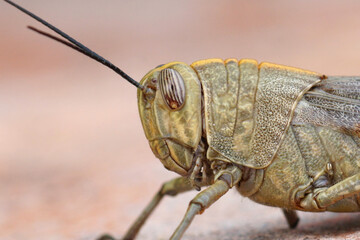 Closeup on an adult Egyptian locust, Anacridium aegyptium, sitting on a stone