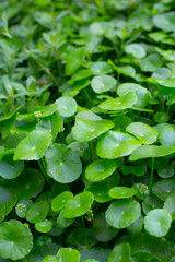 Centella asiatica (gotu kola). Fresh green leaves herb background.