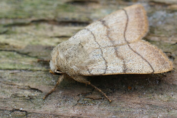 Closeup on a treble lines owlet moth, Charanyca trigrammica, on