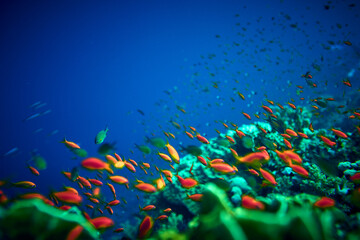 Obraz na płótnie Canvas The beauty of the underwater world - Pseudanthias squamipinnis – Sea goldies or Goldfish - beautiful, amazing wealth of underwater life - large and small fish - scuba diving in the Red Sea, Egypt