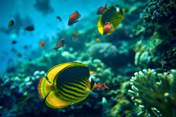 Fototapeta na wymiar The beauty of the underwater world - The yellow tang (Zebrasoma flavescens), also known as the lemon sailfin, yellow sailfin tang or somber surgeonfish - scuba diving in the Red Sea, Egypt