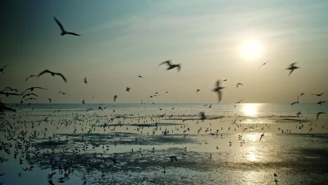 The flock of seagulls flies over the shore by the sea on the shoreline in Bangkok city at the yellow sunset