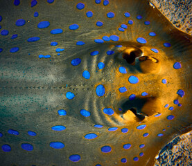 The beauty of the underwater world - The bluespotted ribbontail ray (Taeniura lymma) is a species of stingray in the family Dasyatidae. - scuba diving in the Red Sea, Egypt